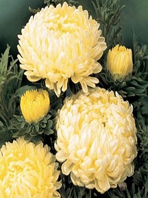 CHINA ASTER Tower Yellow